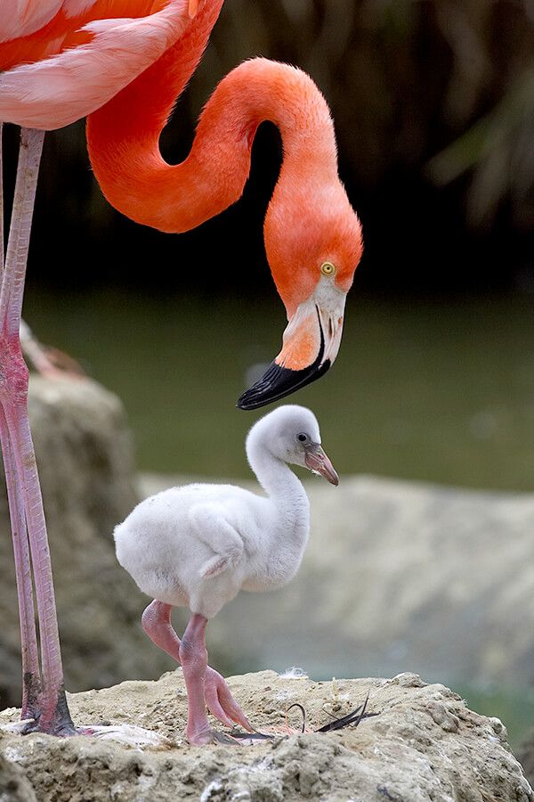 animals-flamingo-chick.jpg