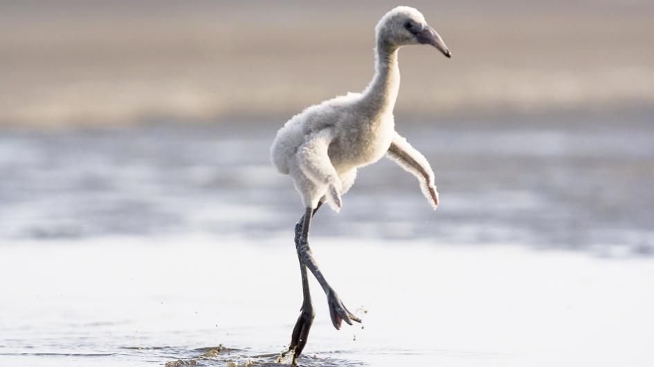ww-baby-animals-flamingo.adapt.945.1.jpg