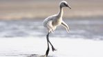 ww-baby-animals-flamingo.adapt.945.1.jpg