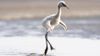 ww-baby-animals-flamingo.adapt.945.1.jpg