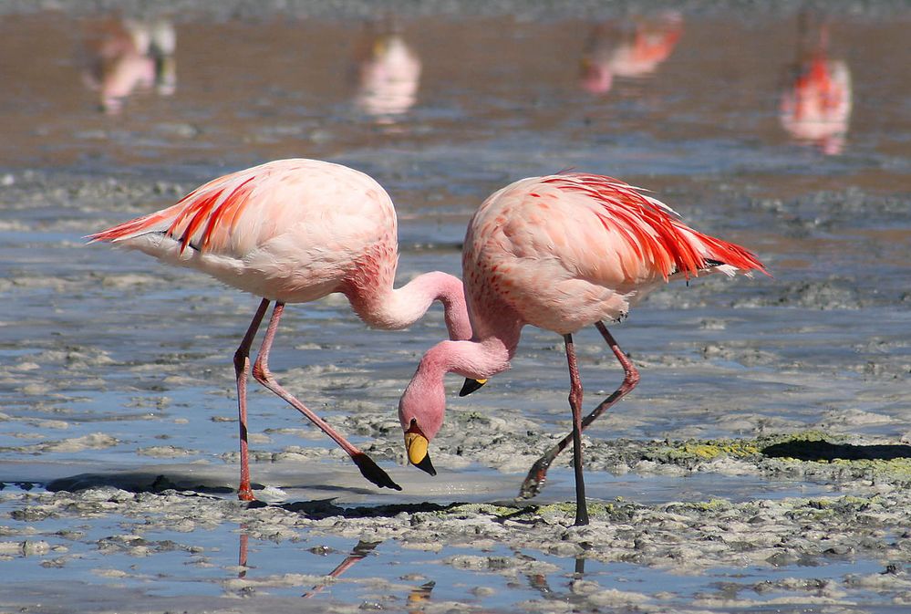 1280px-Flamingos_Laguna_Colorada.jpg