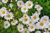 daisy-flower-spring-marguerite-67857.jpeg
