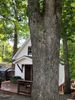 Surrounded by trees.  (The gray shed to the left is the temporary winter kitty encampment which housed their heated huts and cabins.  I plan on taking it down for the summer, but does make a nice rain shelter.  And look!  It's survived the storms and high winds!