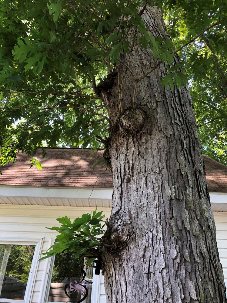 The deck tree dwarfs my little house.  The deck was built around it.