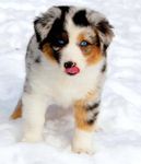Aussie puppy loves snow_n.jpg