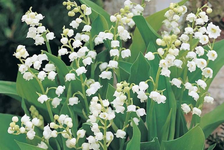 lily-of-the-valley-spring-flowering.jpg