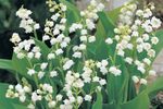 lily-of-the-valley-spring-flowering.jpg