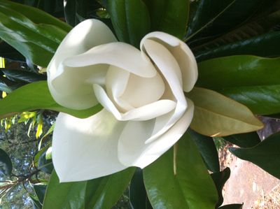 From mother magnolia tree