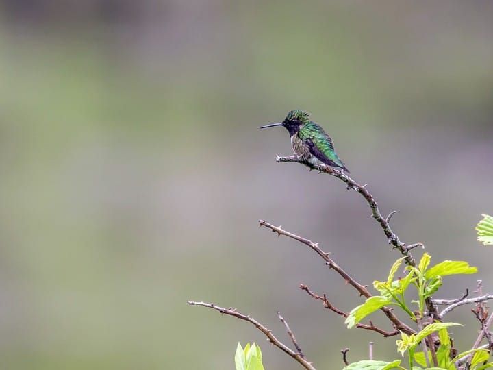 60395551-720px.jpg
