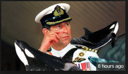 whales 1.png