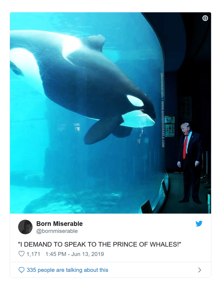 whales 5.png
