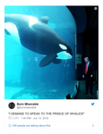 whales 5.png