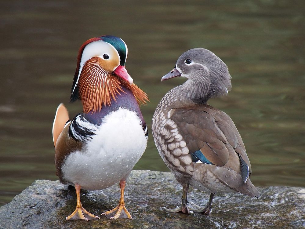 1280px-Pair_of_mandarin_ducks.jpg