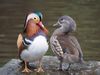1280px-Pair_of_mandarin_ducks.jpg