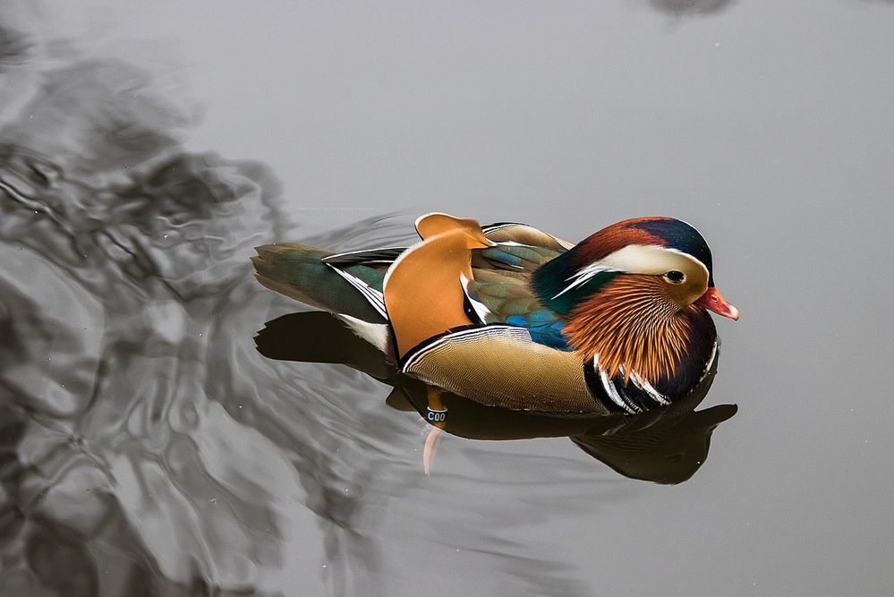 1280px-Buiobuione-mandarin-duck-warsaw.jpg