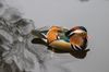 1280px-Buiobuione-mandarin-duck-warsaw.jpg