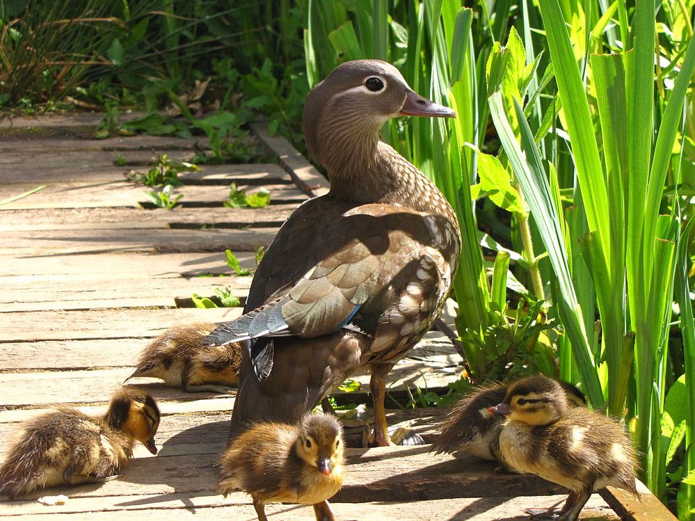 1280px-Aix_galericulata_-Richmond_Park,_London,_England_-mother_and_ducklings-8.jpg