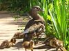 1280px-Aix_galericulata_-Richmond_Park,_London,_England_-mother_and_ducklings-8.jpg
