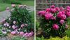 8106-peony-support.jpg