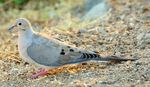 1280px-Zenaida_macroura_-California-8-2c.jpg