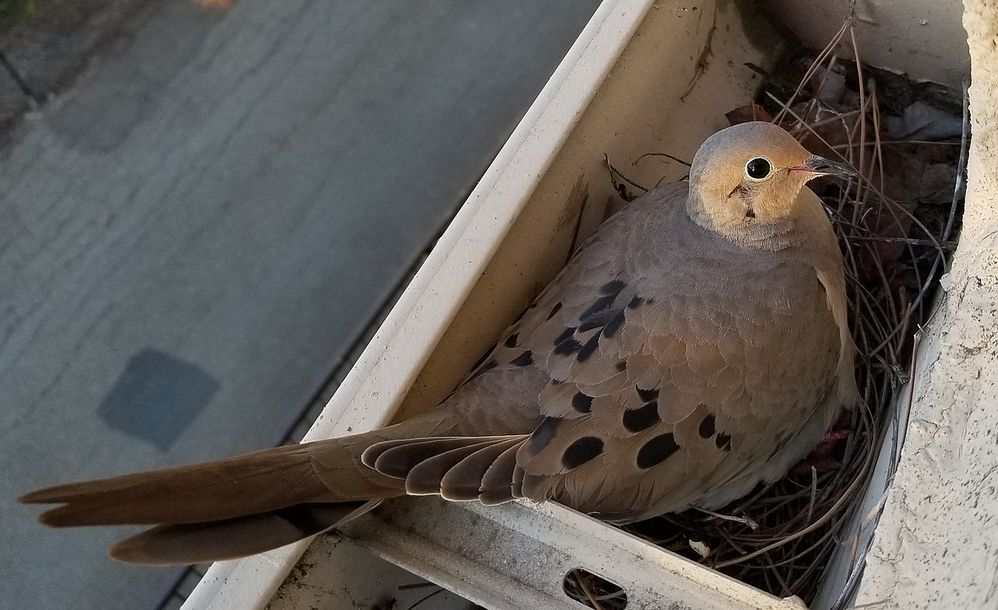 1280px-California_nesting_mourning_dove.jpg
