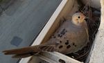 1280px-California_nesting_mourning_dove.jpg