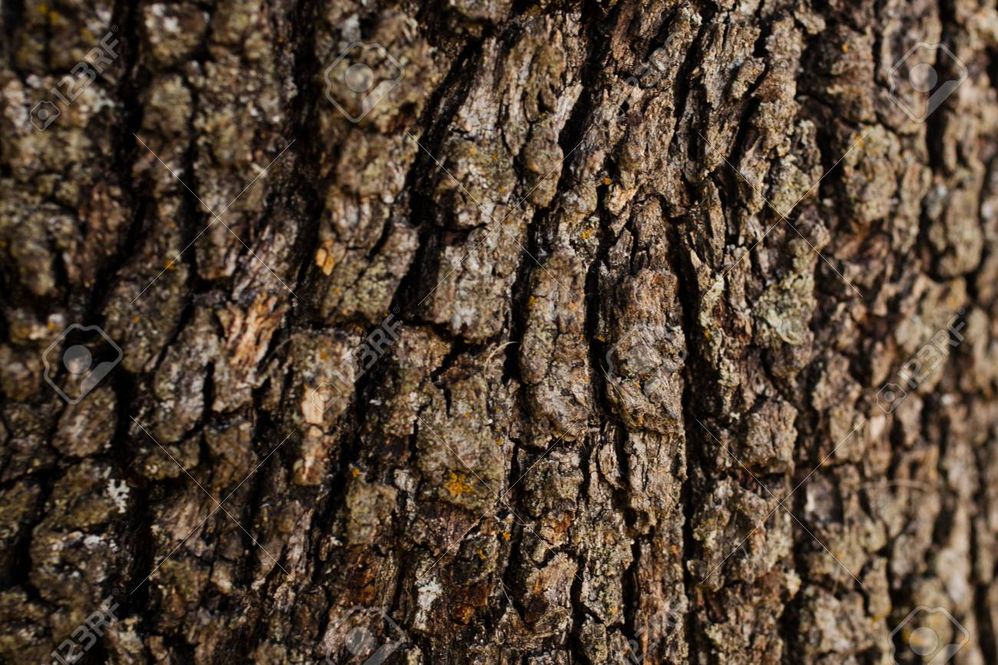 bark