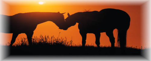 HorseBizPic.png
