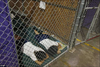 cages.png