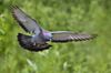 1280px-Rock_dove_-_natures_pics.jpg