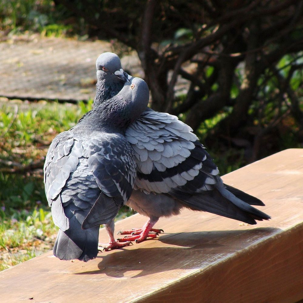 Rock_Pigeon_Courting_02.JPG