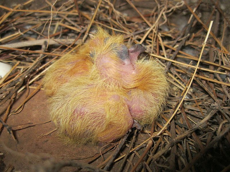 Pigeon_kid (1).jpg