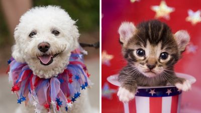 Keep your pets safe!
