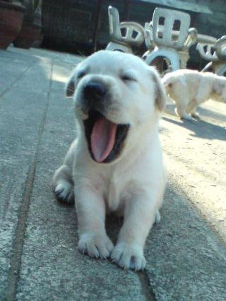Puppy3.jpg