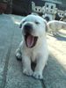 Puppy3.jpg