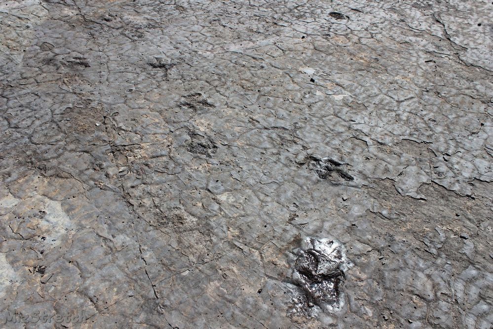 Tracks of a dinosaur from the Triassic Age.  Probably a Theropod, a meat-eater.