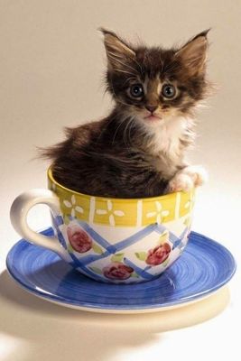 I thought I said, "sweet and low."