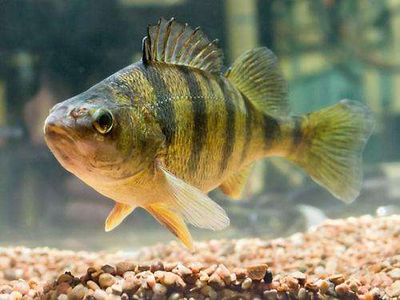 a perch