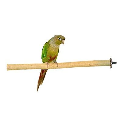 bird on perch