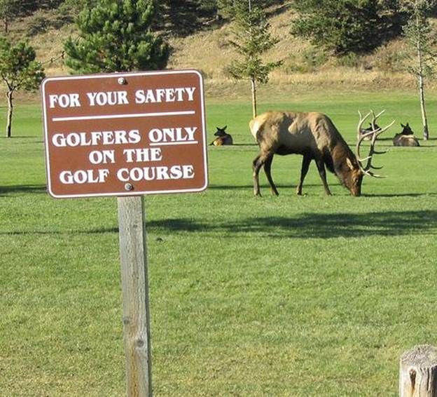 Funny-Golf-Safety-Board.jpg