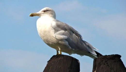 az_seagull-wpcf_520x300.jpg