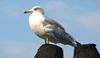 az_seagull-wpcf_520x300.jpg