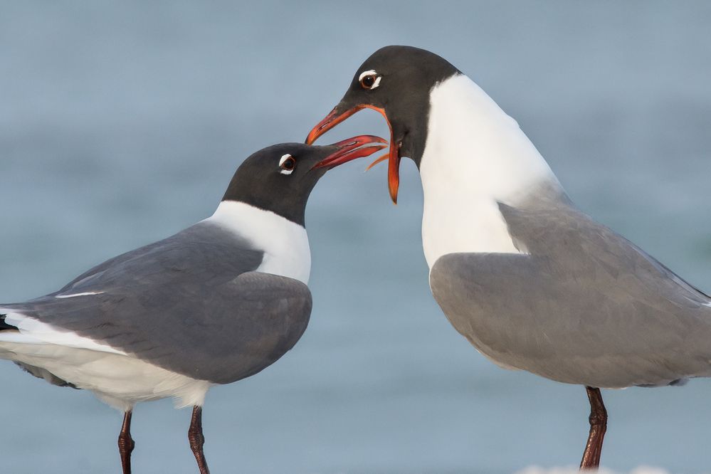 web_a1_3701_2_laughing-gulls_melissa_james_kk.jpg