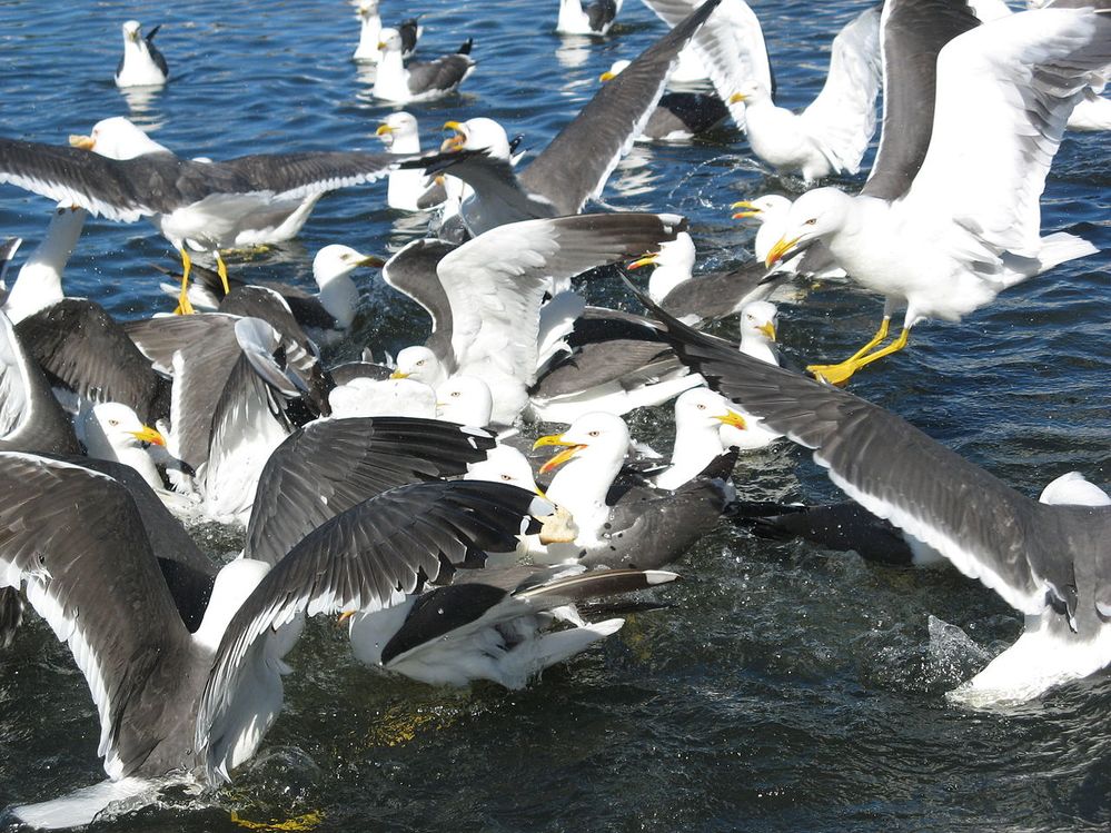 Lesser_Black-backed_Gulls.jpg