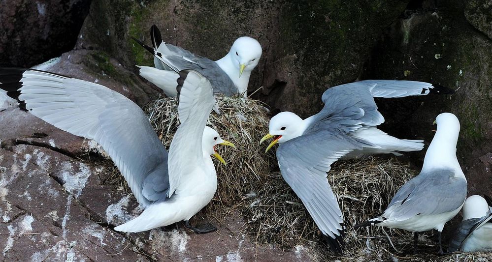 Kittiwakes.jpg