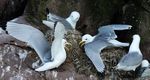Kittiwakes.jpg