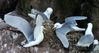 Kittiwakes.jpg