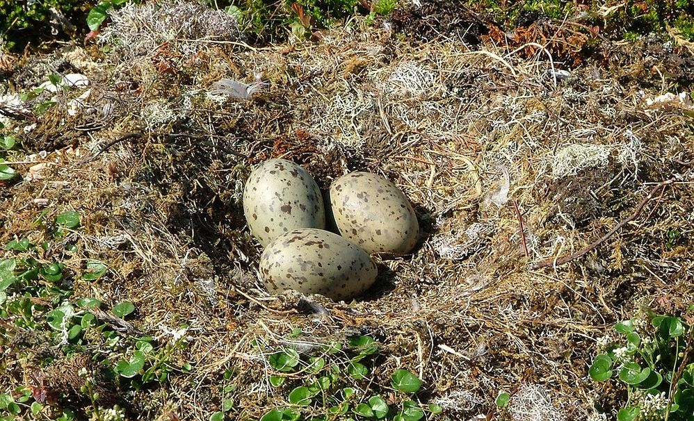 1280px-Larus_marinus_eggs.jpg