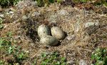 1280px-Larus_marinus_eggs.jpg