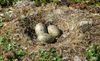 1280px-Larus_marinus_eggs.jpg